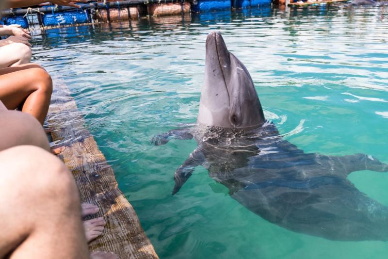 Bahamas Swim with dolphins