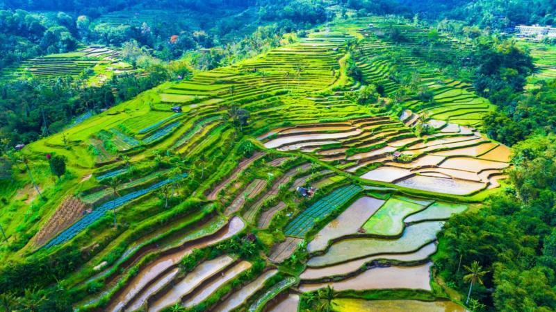 Bali rice terraces