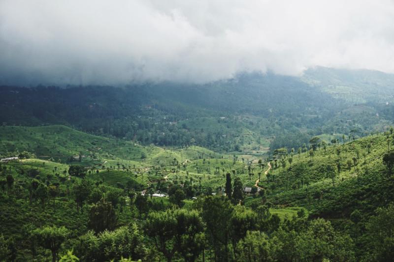 Forest Sri Lanka