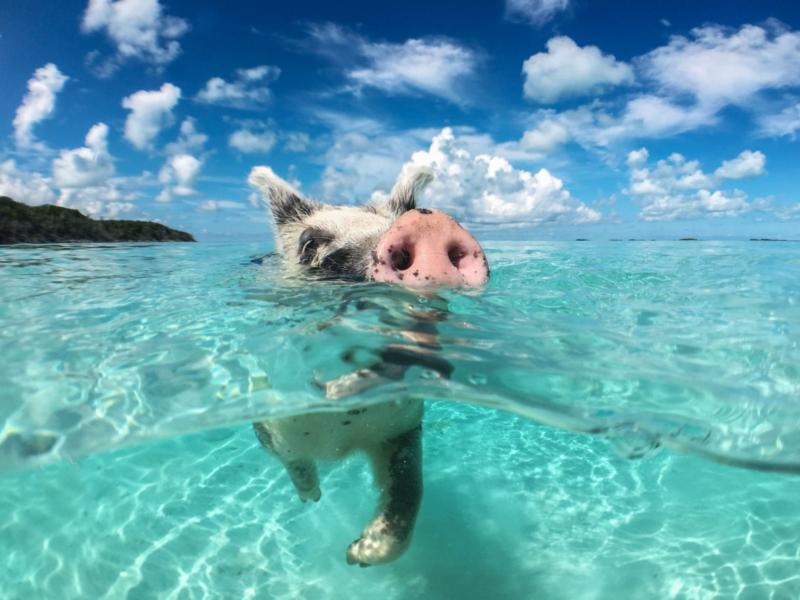 Swiming Pig in the Bahamas