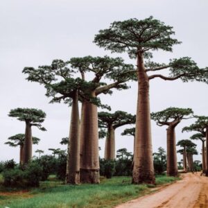 Madagascar