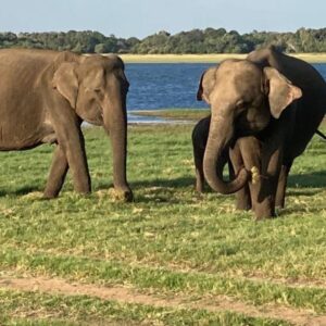 Upclose Elephants on safari in Sri Lanka