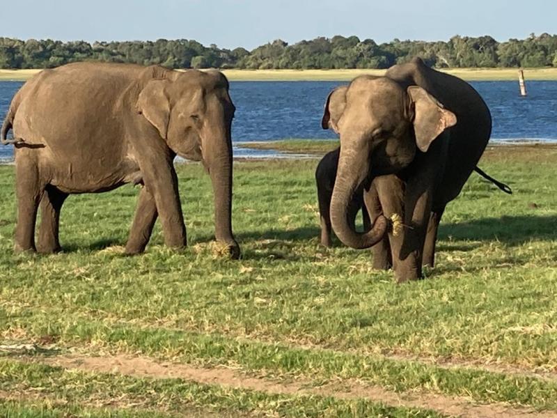 Upclose Elephants on safari in Sri Lanka