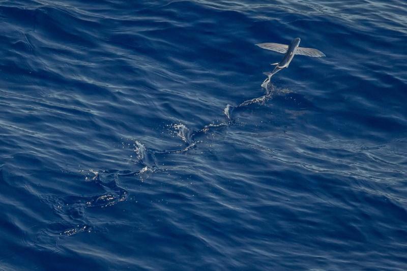 Barbados Flying Fish