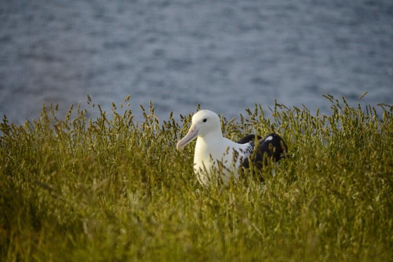 Albatross Sanctuary, Dunedin