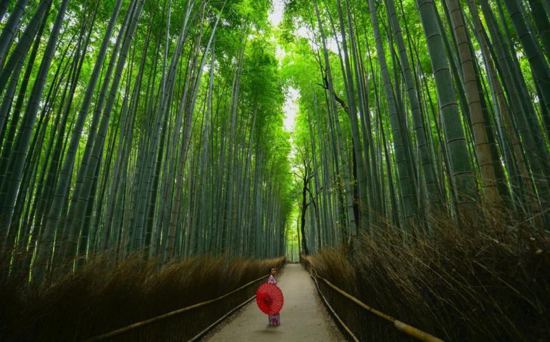 Arashiyama, Kyoto, Japan, Bamboo Grove