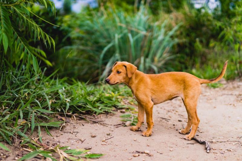 Sri Lanka Dogs