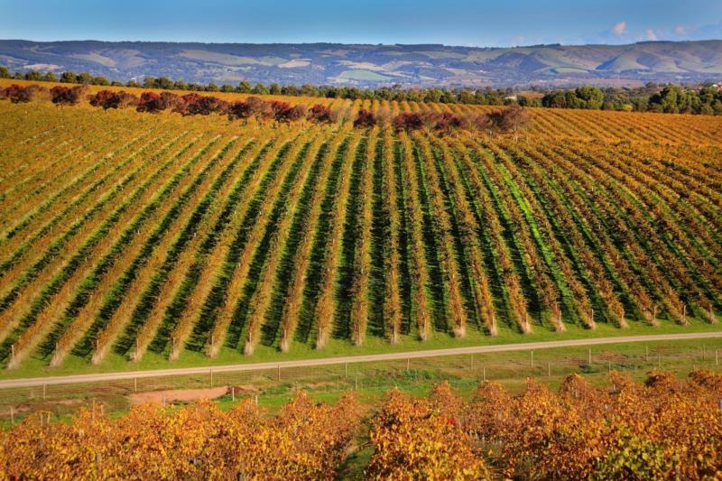 Queenstown Wine Region