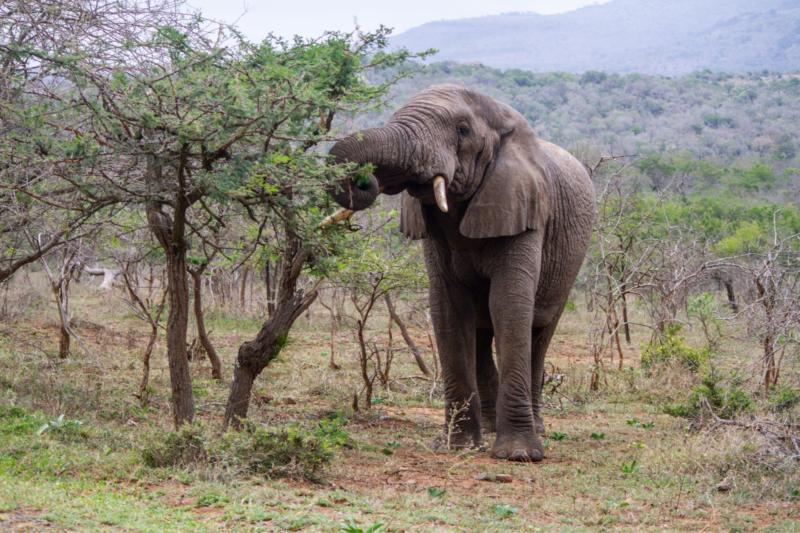 Hluhluwe, South Africa