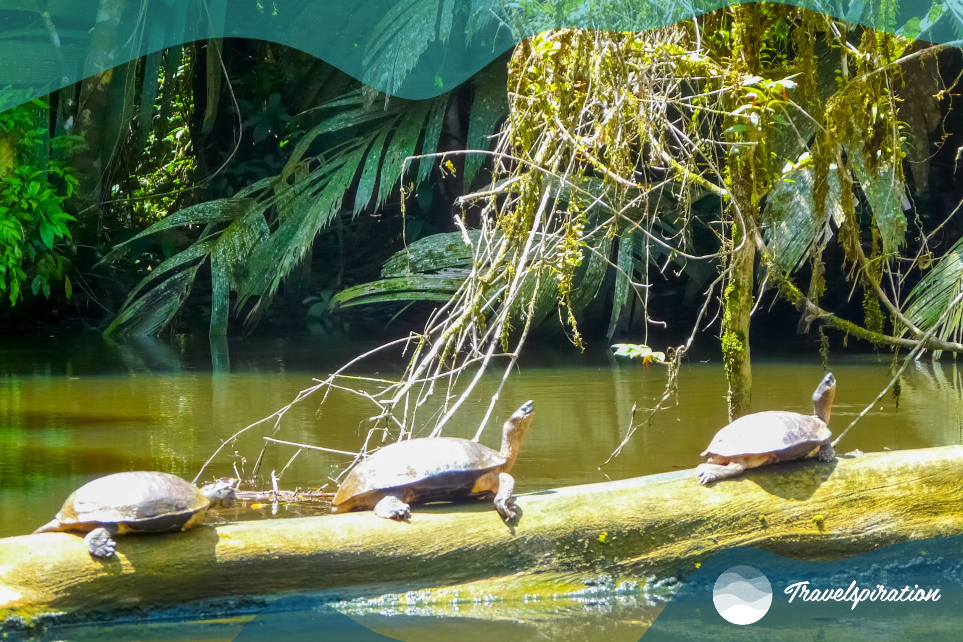 Tortuguero National Park, Costa Rica