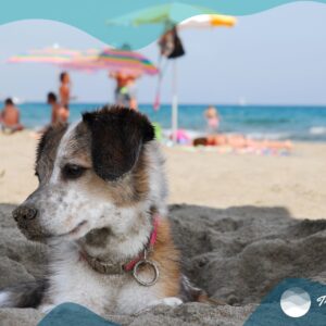 Dog-friendly vacation ideas