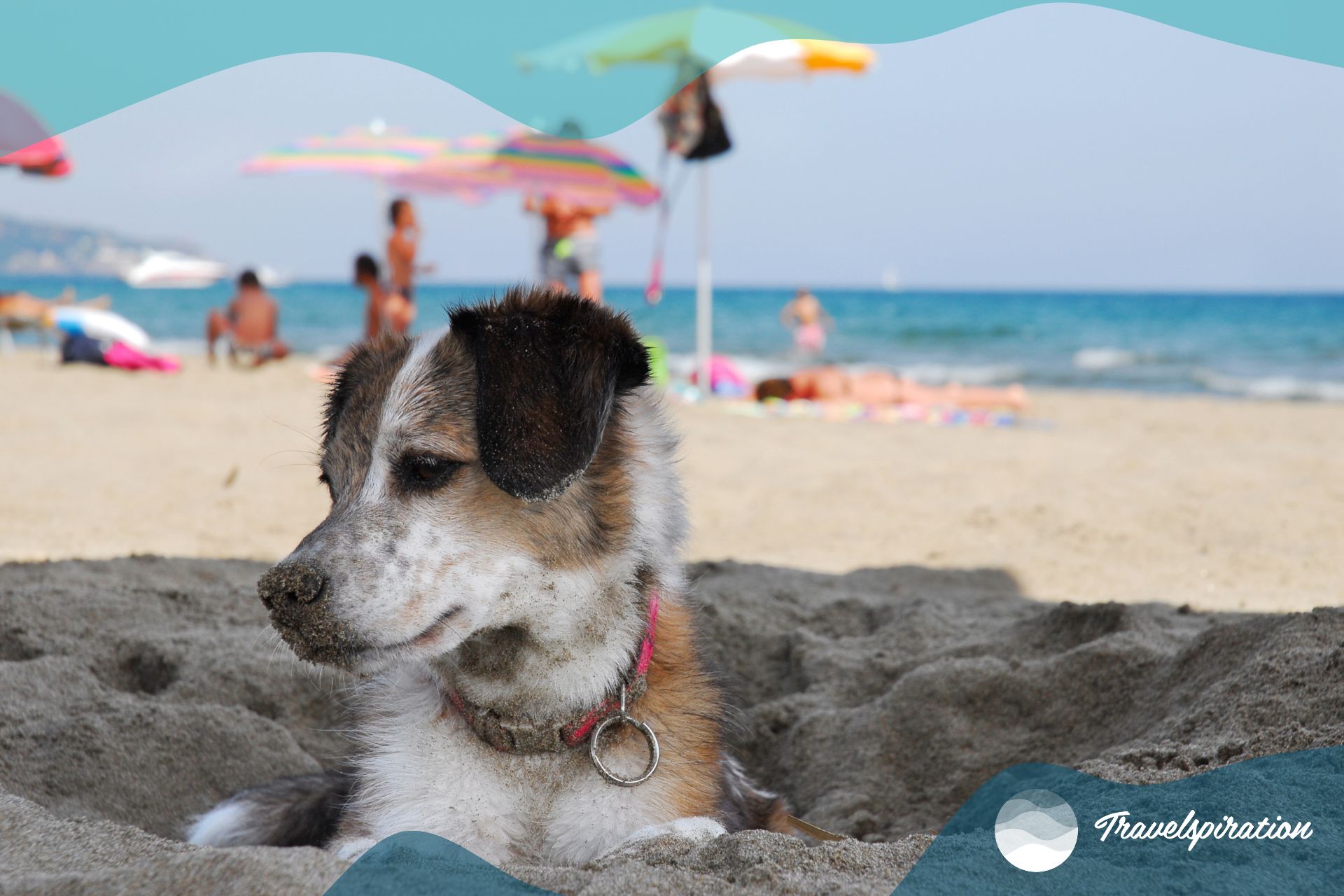 Dog-friendly vacation ideas