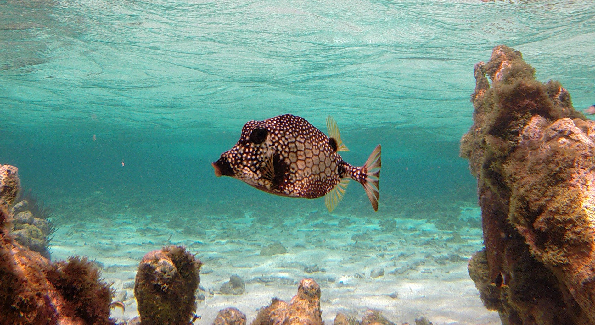 Snorkeling Lac Bay, Bonaire